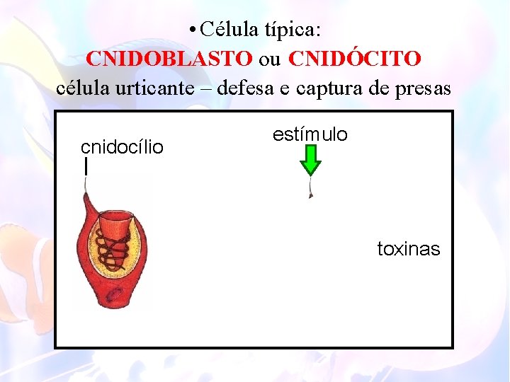  • Célula típica: CNIDOBLASTO ou CNIDÓCITO célula urticante – defesa e captura de