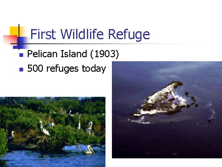 First Wildlife Refuge n n Pelican Island (1903) 500 refuges today 