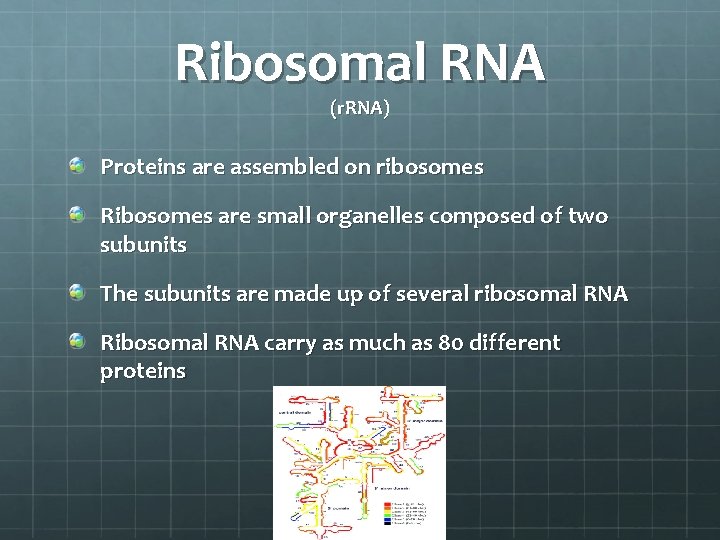 Ribosomal RNA (r. RNA) Proteins are assembled on ribosomes Ribosomes are small organelles composed