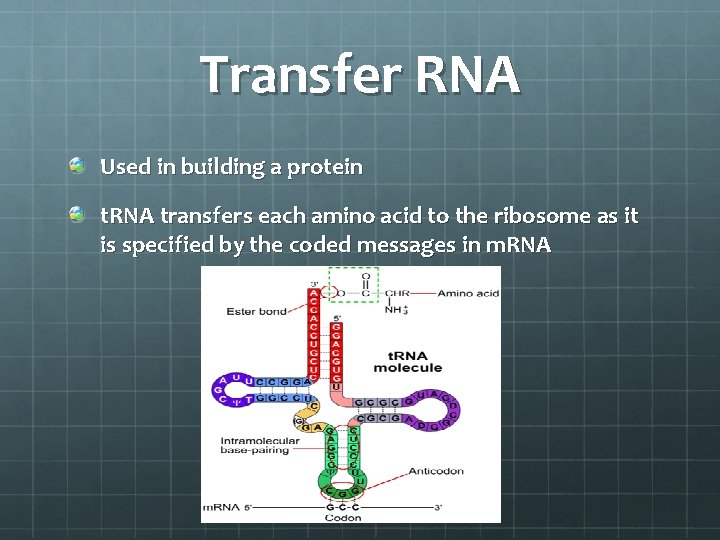 Transfer RNA Used in building a protein t. RNA transfers each amino acid to