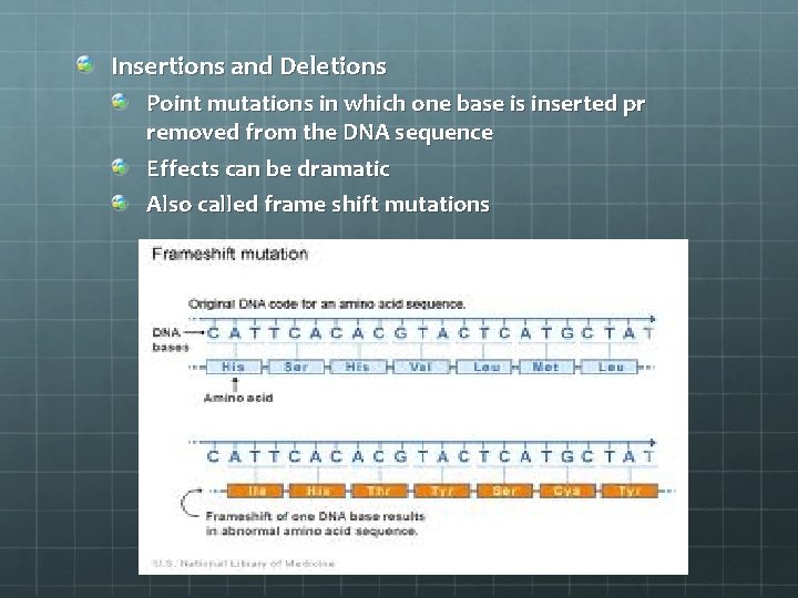 Insertions and Deletions Point mutations in which one base is inserted pr removed from
