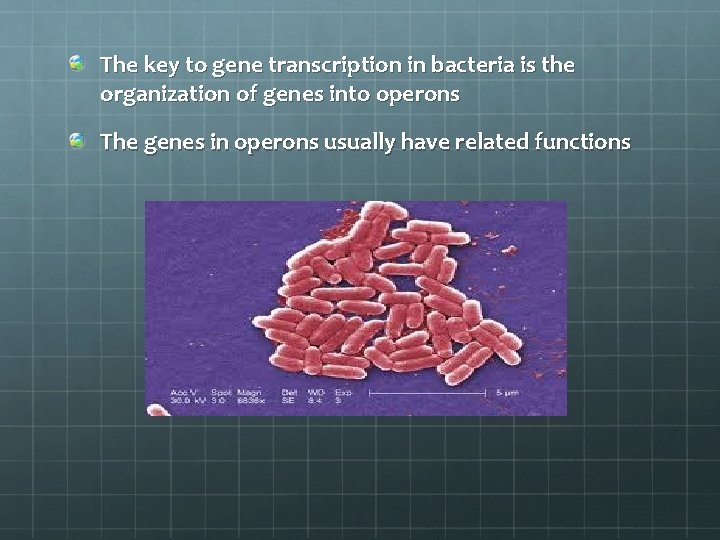 The key to gene transcription in bacteria is the organization of genes into operons