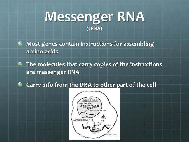 Messenger RNA (t. RNA) Most genes contain instructions for assembling amino acids The molecules