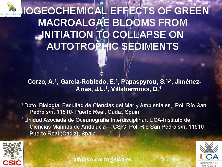 BIOGEOCHEMICAL EFFECTS OF GREEN MACROALGAE BLOOMS FROM INITIATION TO COLLAPSE ON AUTOTROPHIC SEDIMENTS Corzo,