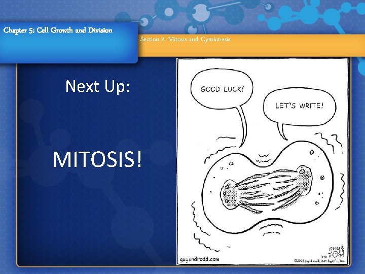 Chapter 5: Cell Growth and Division Section 2: Mitosis and Cytokinesis Next Up: MITOSIS!