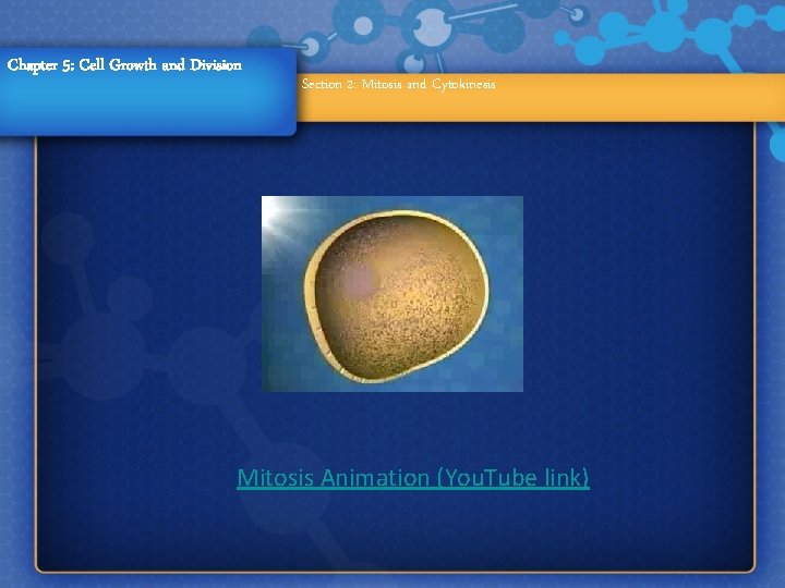 Chapter 5: Cell Growth and Division Section 2: Mitosis and Cytokinesis Mitosis Animation (You.