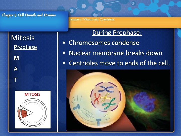 Chapter 5: Cell Growth and Division Mitosis Prophase M A T Section 2: Mitosis