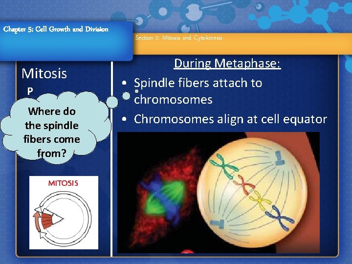 Chapter 5: Cell Growth and Division Mitosis P Where do Metaphase the spindle A
