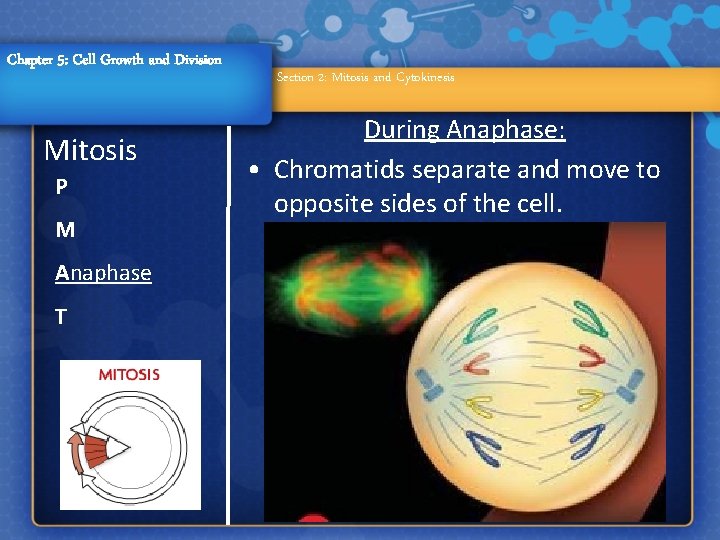 Chapter 5: Cell Growth and Division Mitosis P M Anaphase T Section 2: Mitosis