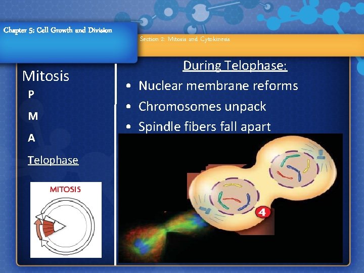 Chapter 5: Cell Growth and Division Mitosis P M A Telophase Section 2: Mitosis