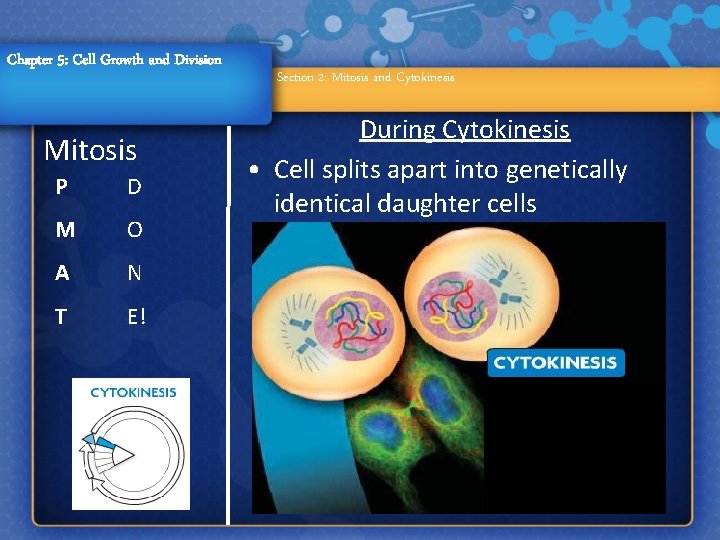 Chapter 5: Cell Growth and Division Mitosis P D M O A N T