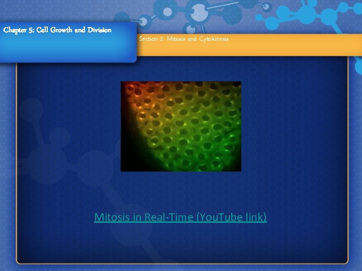 Chapter 5: Cell Growth and Division Section 2: Mitosis and Cytokinesis Mitosis in Real-Time