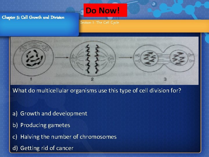 Chapter 5: Cell Growth and Division Do Now! Section 1: The Cell Cycle What