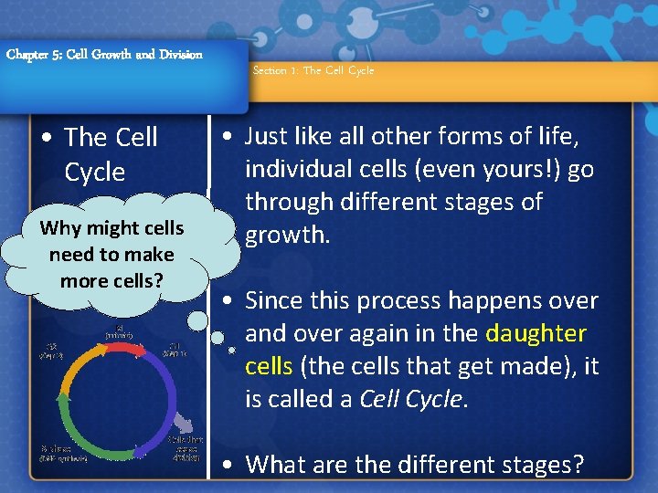 Chapter 5: Cell Growth and Division • The Cell Cycle Why might cells need