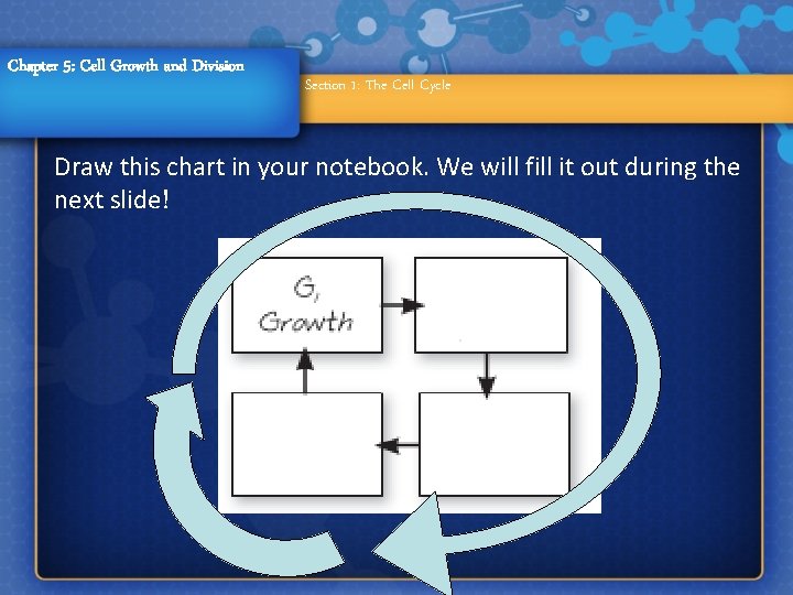 Chapter 5: Cell Growth and Division Section 1: The Cell Cycle Draw this chart