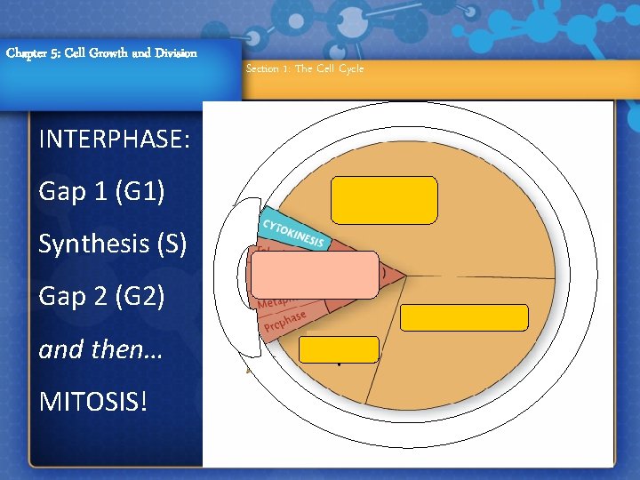 Chapter 5: Cell Growth and Division INTERPHASE: Gap 1 (G 1) Synthesis (S) Gap