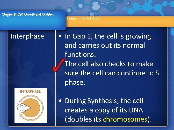 Chapter 5: Cell Growth and Division Interphase Section 1: The Cell Cycle • In