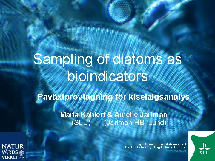 Sampling of diatoms as bioindicators Påväxtprovtagning för kiselalgsanalys Maria Kahlert & Amelie Jarlman (SLU)