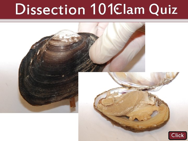 Dissection 101: Clam Quiz Click 