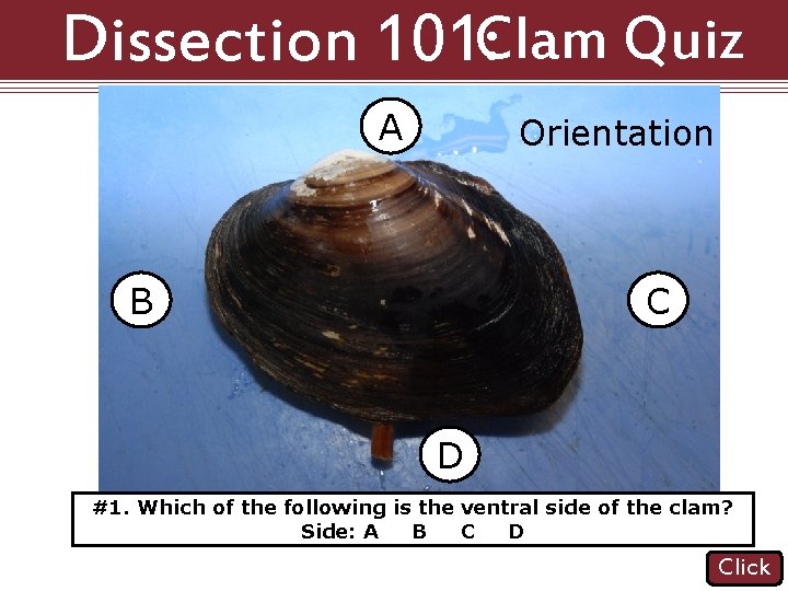 Dissection 101: Clam Quiz A Orientation B C D #1. Which of the following