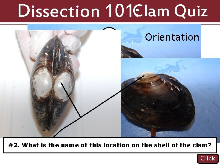 Dissection 101: Clam Quiz A Orientation B C D #1. Which of the following