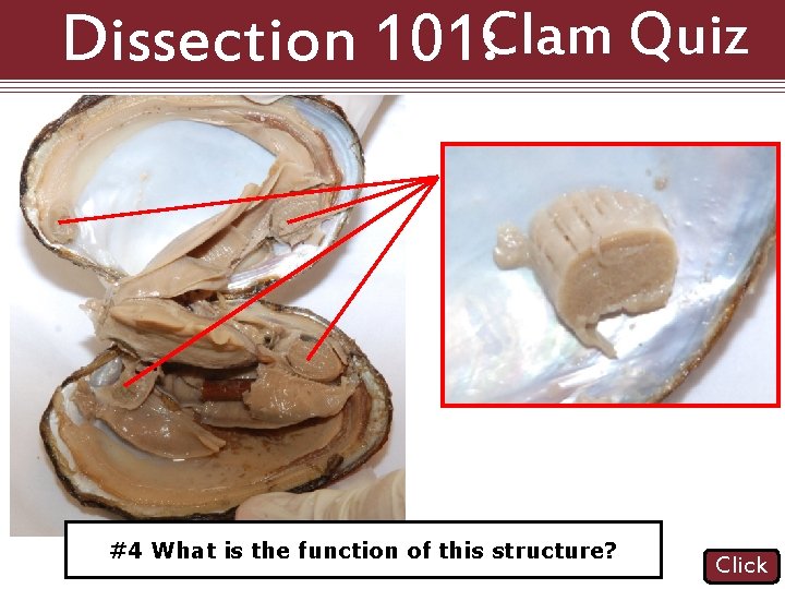 Dissection 101: Clam Quiz #4 isthe thestructure function of this structure? #3 What Name