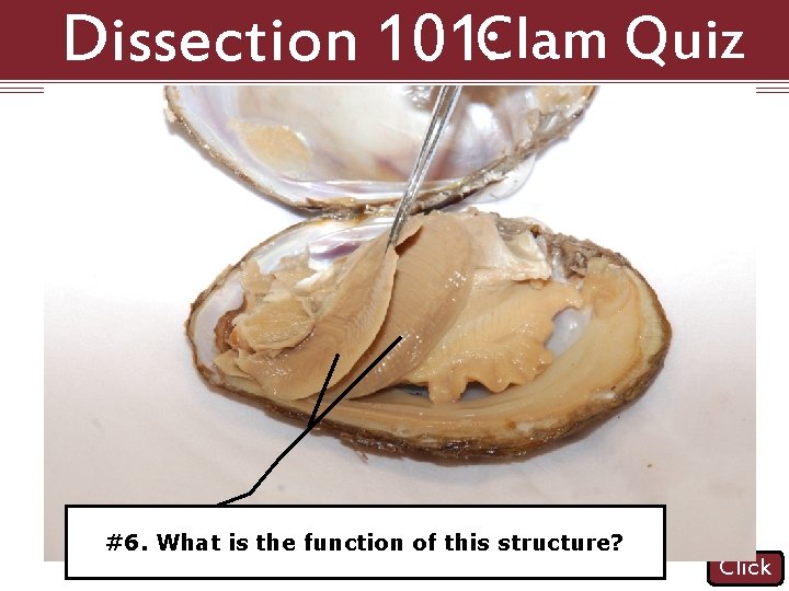 Dissection 101: Clam Quiz #5. Name #6. What is the structure function indicated. of