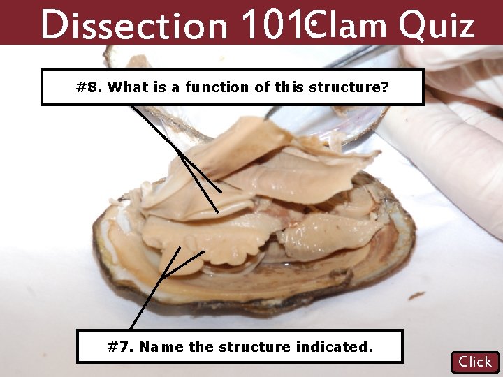 Dissection 101: Clam Quiz #8. What is a function of this structure? #7. Name