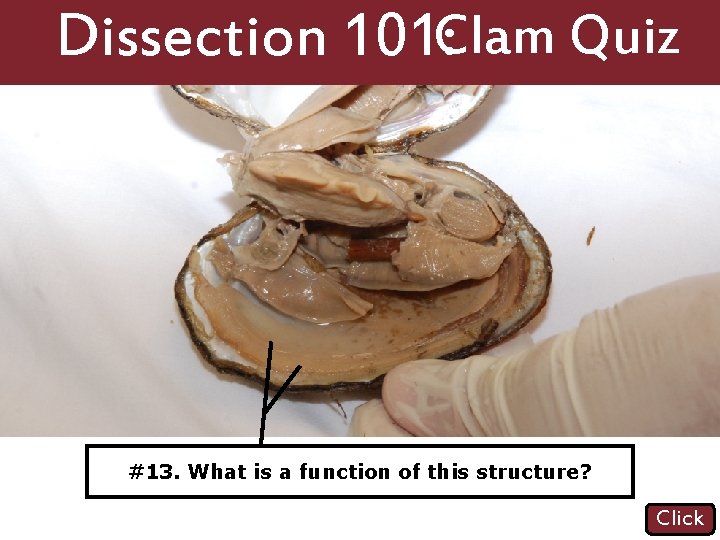 Dissection 101: Clam Quiz #13. #12. What. Name is a function of thisindicated. structure?