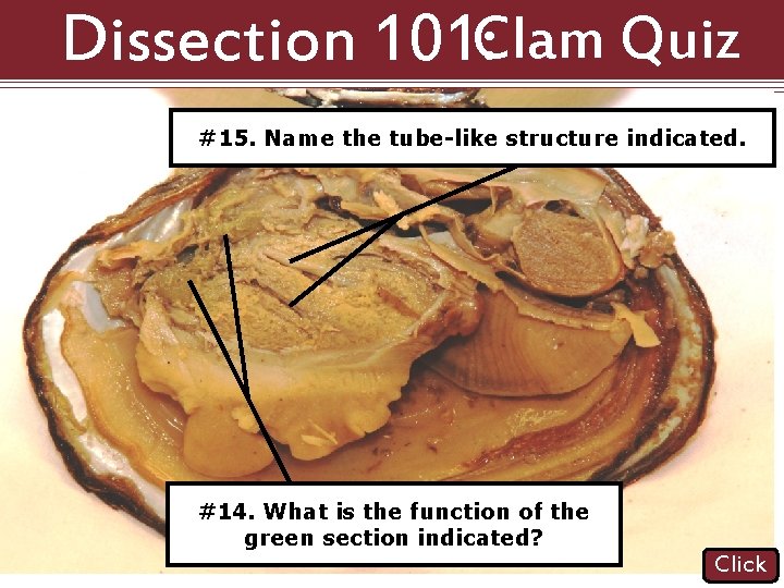 Dissection 101: Clam Quiz #15. Name the tube-like structure indicated. #14. What is the