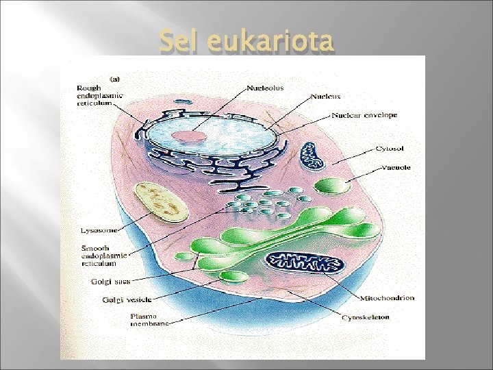 Sel eukariota 