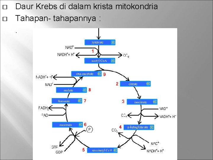 � � Daur Krebs di dalam krista mitokondria Tahapan- tahapannya : . 