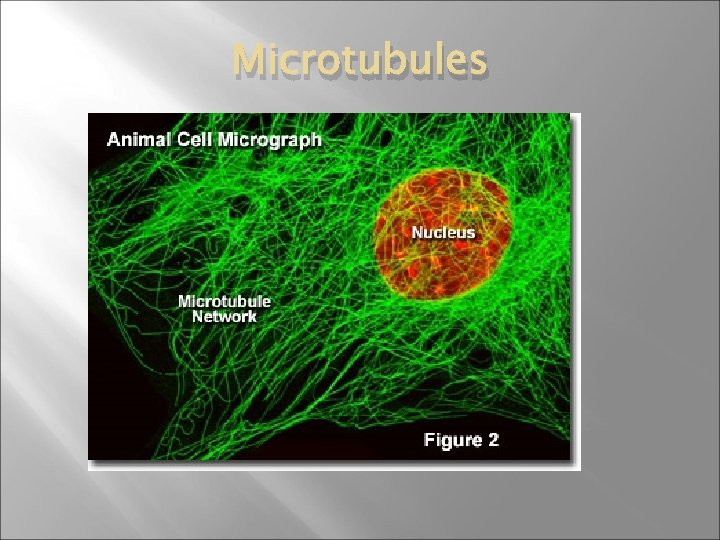 Microtubules 