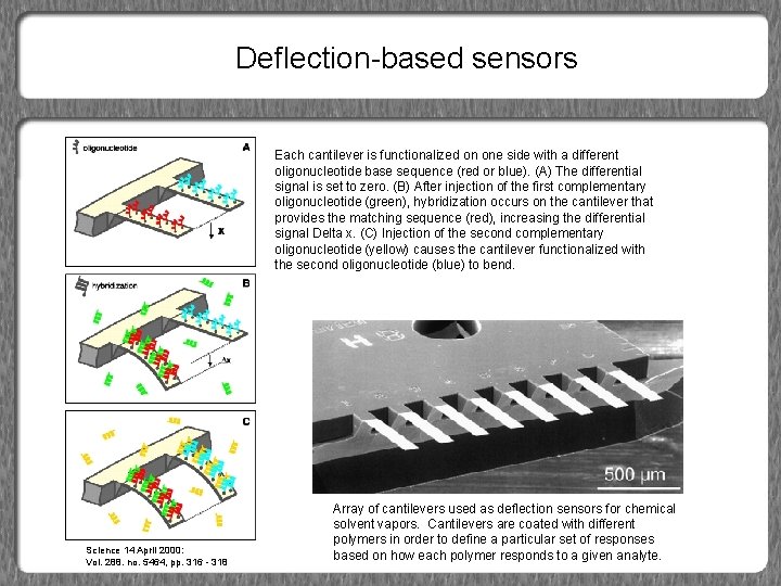 Deflection-based sensors Each cantilever is functionalized on one side with a different oligonucleotide base