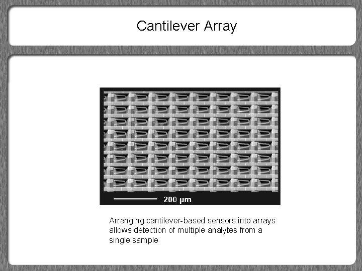 Cantilever Array Arranging cantilever-based sensors into arrays allows detection of multiple analytes from a