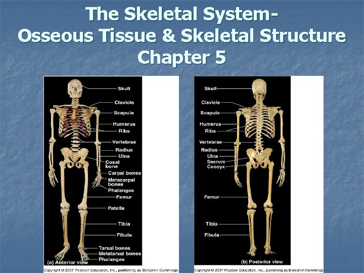 The Skeletal System. Osseous Tissue & Skeletal Structure Chapter 5 