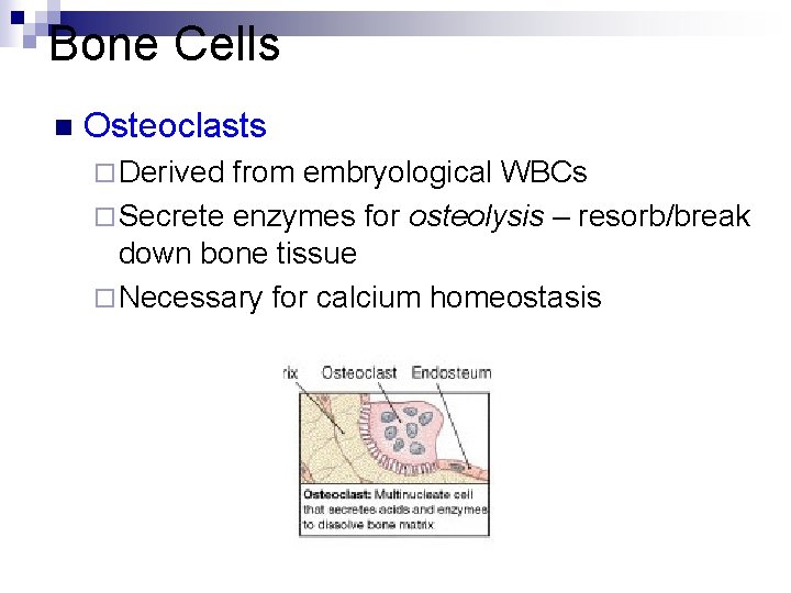 Bone Cells n Osteoclasts ¨ Derived from embryological WBCs ¨ Secrete enzymes for osteolysis