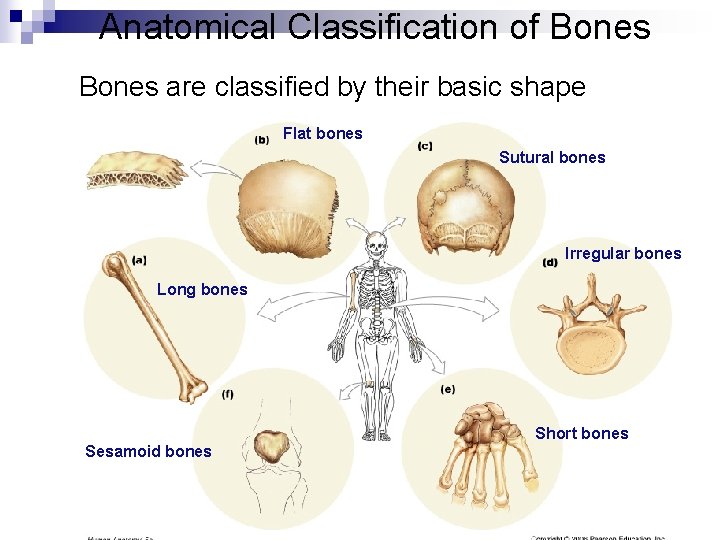 Anatomical Classification of Bones are classified by their basic shape Flat bones Sutural bones
