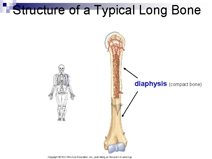 Structure of a Typical Long Bone diaphysis (compact bone) 