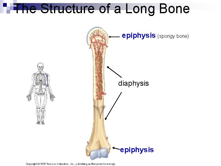 The Structure of a Long Bone epiphysis (spongy bone) diaphysis epiphysis 