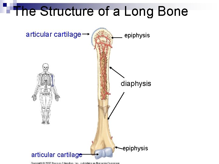 The Structure of a Long Bone articular cartilage epiphysis diaphysis articular cartilage epiphysis 