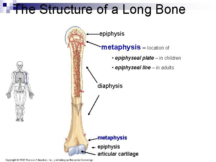 The Structure of a Long Bone epiphysis metaphysis – location of • epiphyseal plate