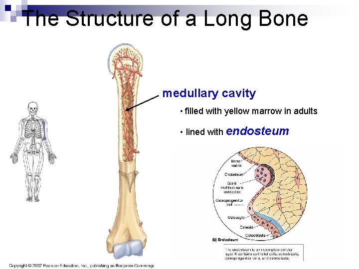 The Structure of a Long Bone medullary cavity • filled with yellow marrow in
