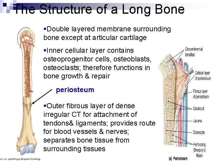 The Structure of a Long Bone §Double layered membrane surrounding bone except at articular