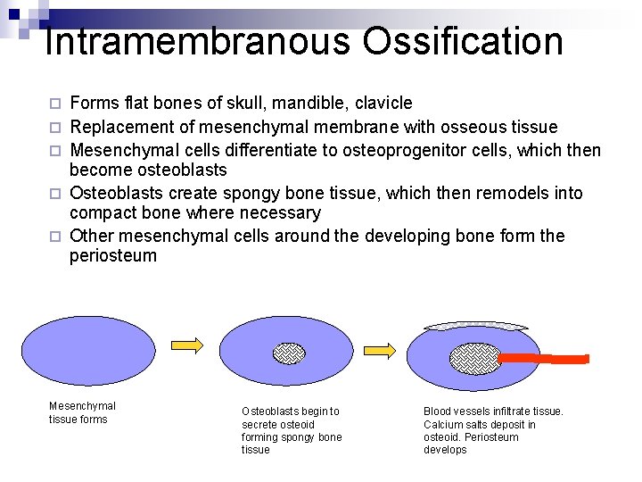 Intramembranous Ossification ¨ ¨ ¨ Forms flat bones of skull, mandible, clavicle Replacement of