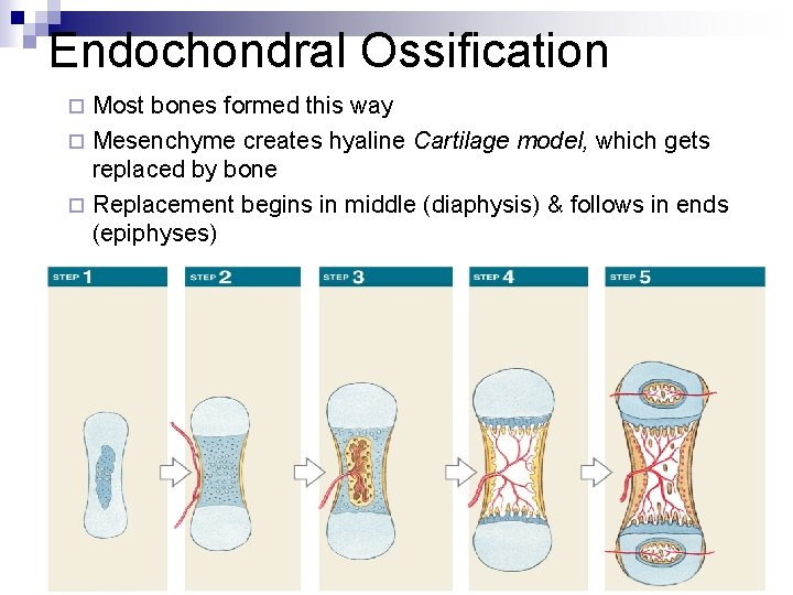 Endochondral Ossification Most bones formed this way ¨ Mesenchyme creates hyaline Cartilage model, which