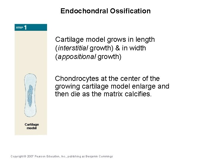 Endochondral Ossification Cartilage model grows in length (interstitial growth) & in width (appositional growth)