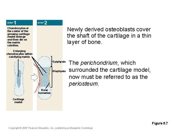 Newly derived osteoblasts cover the shaft of the cartilage in a thin layer of