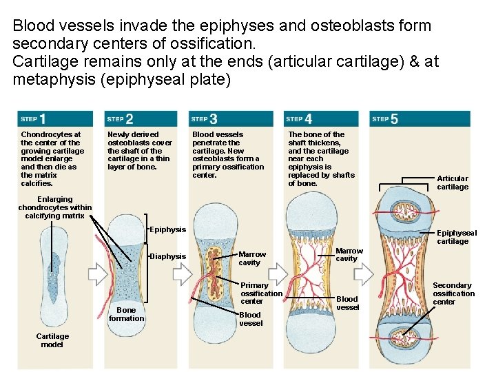Blood vessels invade the epiphyses and osteoblasts form secondary centers of ossification. Cartilage remains