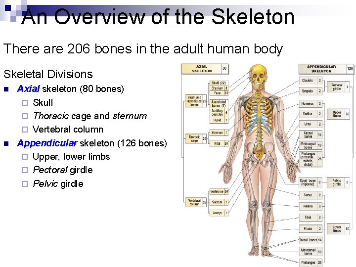 An Overview of the Skeleton There are 206 bones in the adult human body